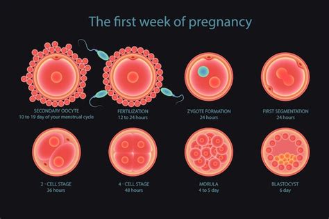 Fases Do Desenvolvimento Fetal Desenvolvimento Do Embrião Vetor Premium