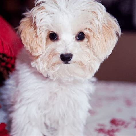 Maltese Toy Poodle Mix Puppy Photograph By Jim Vallee Pixels Ph