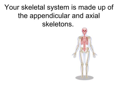 Skeletal And Muscular System Ppt