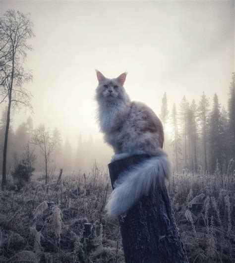 Meet Lotus The Huge Fluffy Maine Coon Cat Thats Going Viral On