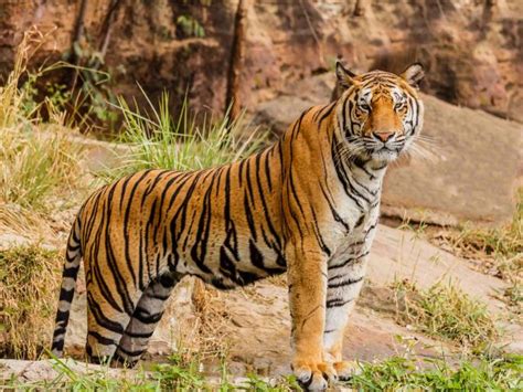 Zoos In India On Kept High Alert After Tiger Tests Positive For Covid
