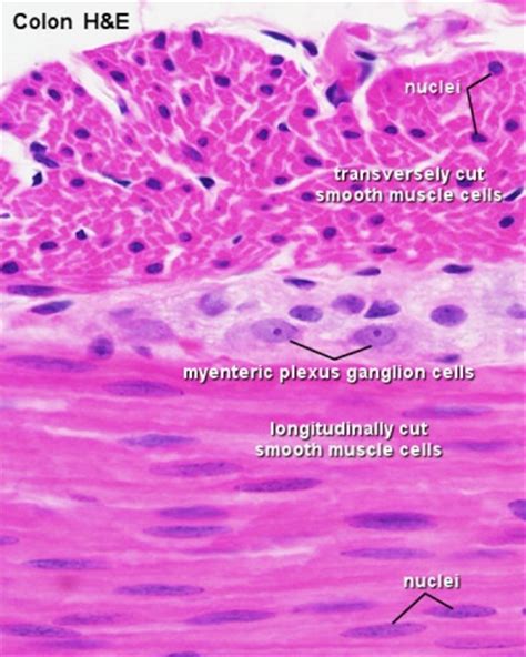 Muscular system facts for kids. ANAT2511 Muscle Tissue - Embryology