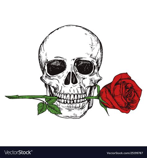 Hand Drawn Happy Human Skull With Red Rose Vector Image