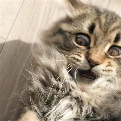 34 facial expressions of this cat that many people could relate to laptrinhx news