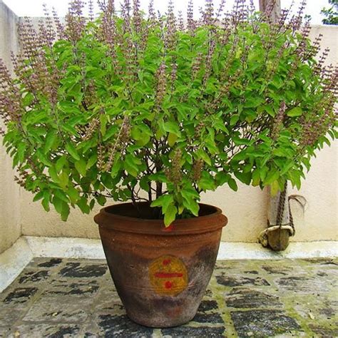 How To Grow Most Prolific Tulsi Plant Growing Holy Basil