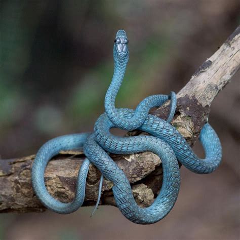 Wild Blue Phase Common Tree Snake Found In Queensland Australia R