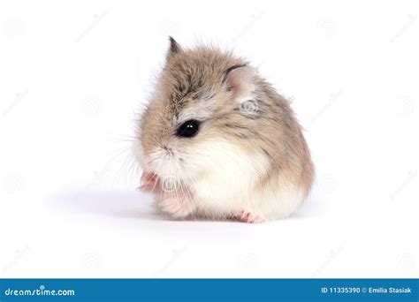 Hamster De Roborovski Photo Stock Image Du Isolement 11335390