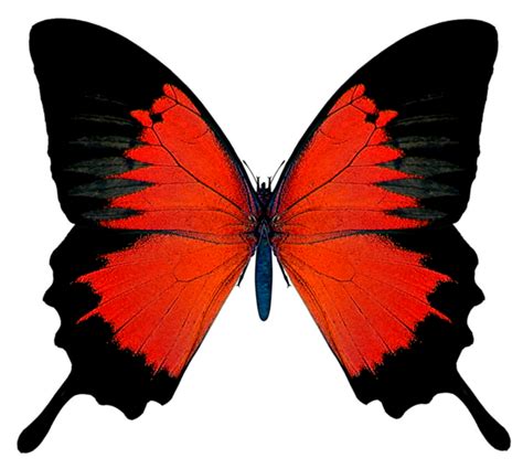 Black and Red Butterfly PNG Picture | Red butterfly, Butterfly watercolor, Butterfly png