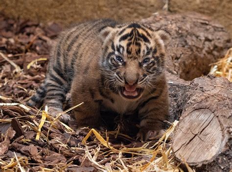 London Zoo Have Shared First Images Of Newborn Sumatran Tiger Cubs