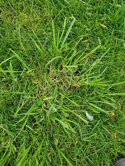 How To Get Rid Of Fescue In Lawn