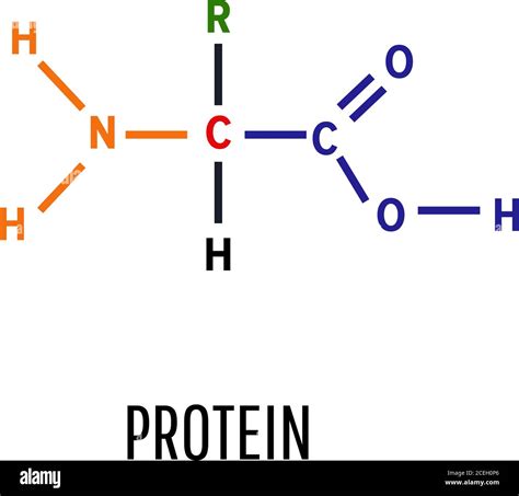 Protein Structural Chemical Formula And Molecular Model General Formula Of Amino Acids Vector