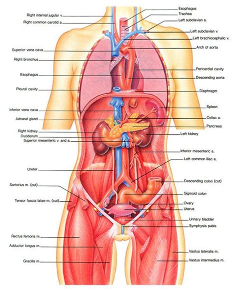 Internal organs of the human body laminated anatomical chart. Intro to Anatomy 6: Tissues, Membranes, Organs ...
