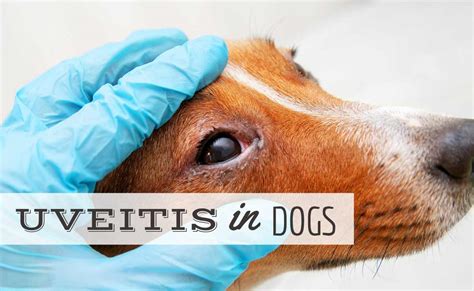 Uveitis In Dogs Cause Symptoms Treatment And More My Pets Routine
