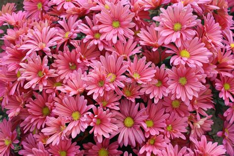Large Group Of Pink Petaled Daisies Stock Image Image Of Grouping