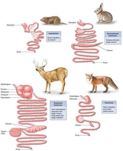 Variations In Vertebrate Digestive Systems The Path Of Food Through