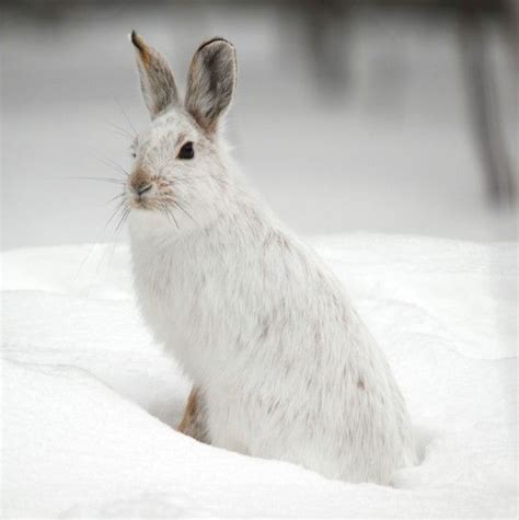 A White Snowshoe Hare In Winter Animals Beautiful Animals