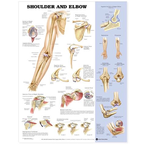 Webmd's shoulder anatomy page provides an image of the parts of the shoulder and describes its function, shoulder problems, and more. Shoulder and Elbow Anatomical Chart - The Physio Shop