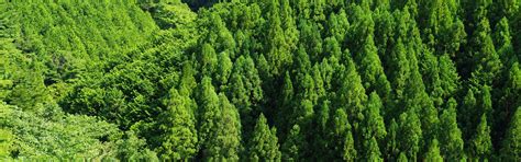 Wallpaper Green Forest Trees Top View 3840x2160 Uhd 4k