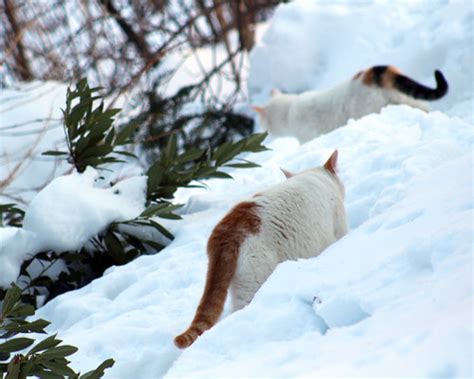 Morningside Cats Trudge Through The Snow Harry Shuldman Flickr