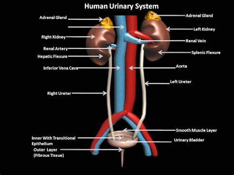 The Urinary System And Its Functions