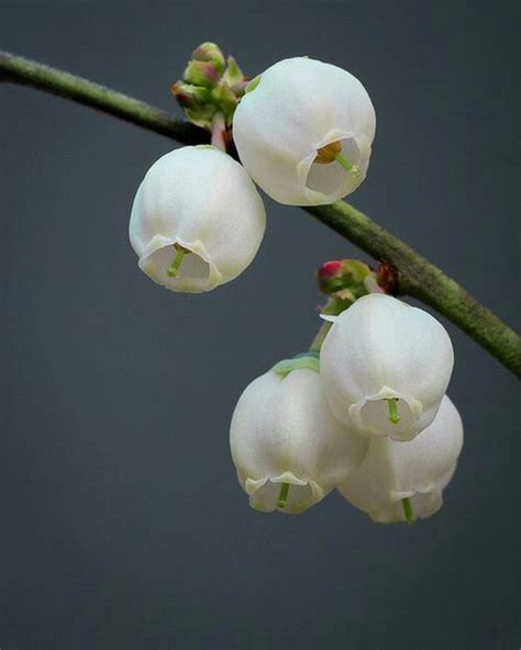 Pure white born on stalks two feet tall from mid may until august or september, bell shaped. Pin by Mickie Burkhart on Flowers | White bell flowers ...