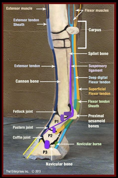 Lower Front Limb Side View No 2 Equine Care Hoof Care Horse Therapy
