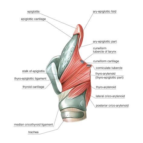 Larynx Photograph By Asklepios Medical Atlas Fine Art America