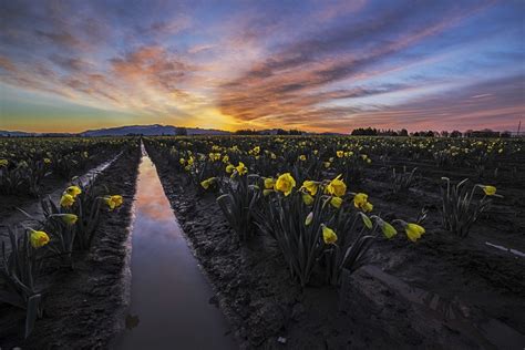 Daffodils At Sunrise 1 Andy Porter Images
