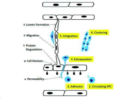 Phases Of Sprouting Angiogenesis A Increased Permeability Across Download Scientific