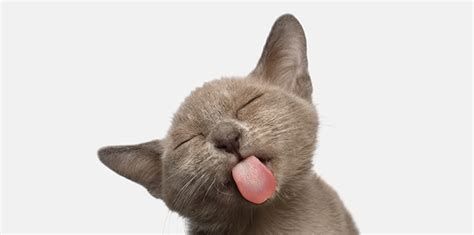 The Deep Cleaning Power Of Cat Tongues