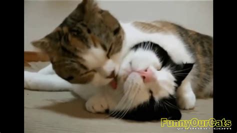 Cats Are So Funny You Will Die Laughing Funny Cat Compilation Youtube