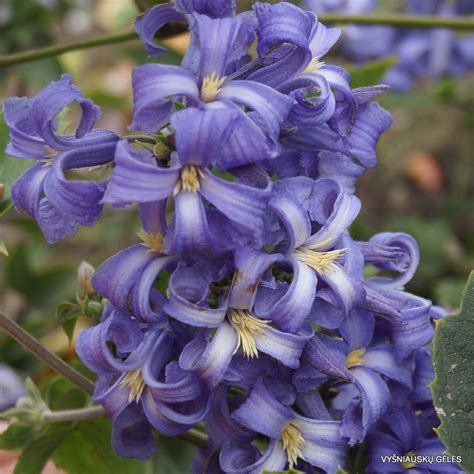 Check spelling or type a new query. Clematis heracleifolia 'New Love' - Vyšniauskų gėlės