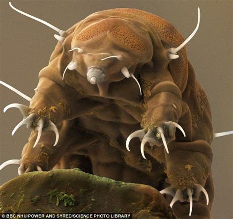 Tiny Water Bears Are Dna Thieves In 2020 Tardigrade Weird Animals