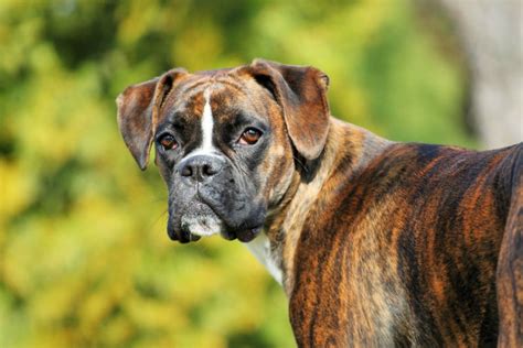 Boxer Personalidade Temperamento Características Preço Adoro Pets
