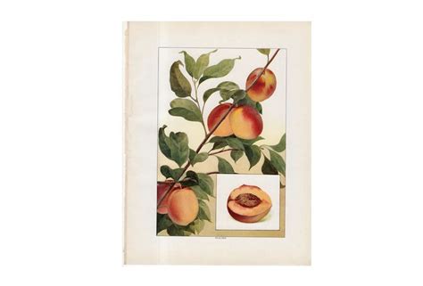 C 1911 Peach Antique Fruit Lithograph Original Antique Print Fruits