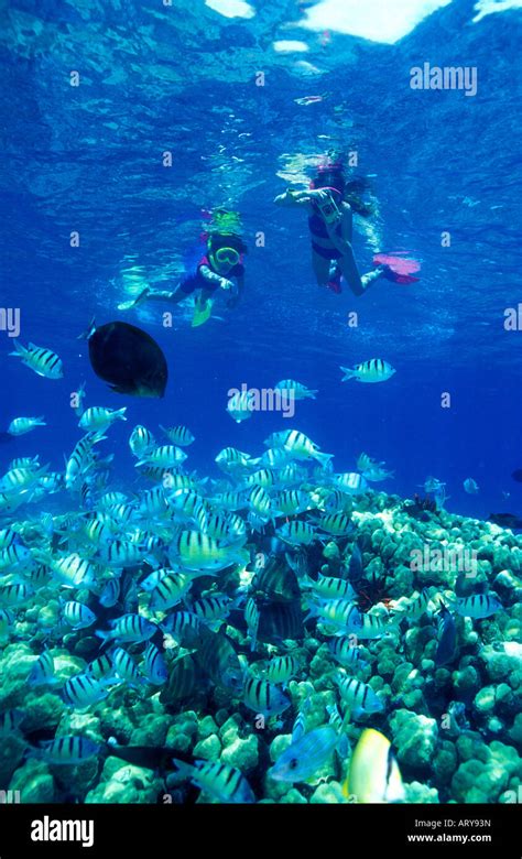 Snorkelers Enjoy The Diversity Of Colorful Marine Life In The Inviting