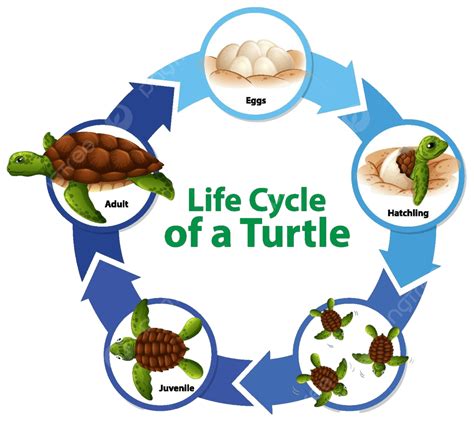Diagrama Que Muestra El Ciclo De Vida Del Entorno De Las Tortugas