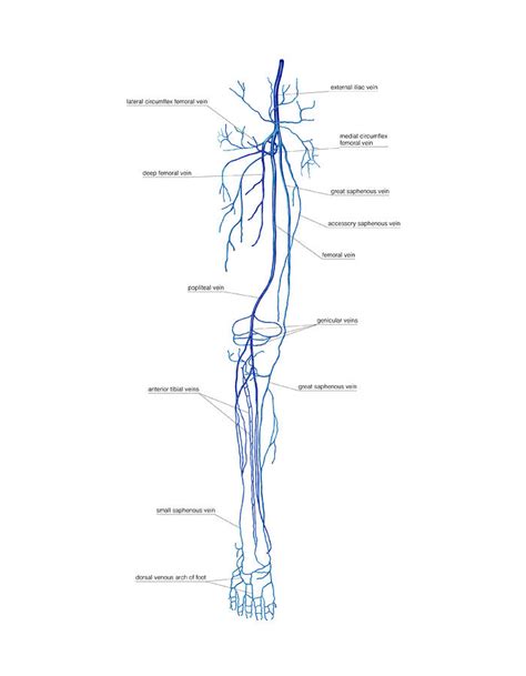Venous System Of The Lower Limb Photograph By Asklepios Medical Atlas