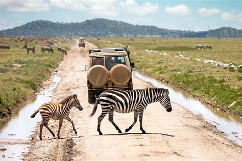 Travel Guide To Serengeti National Park Explore