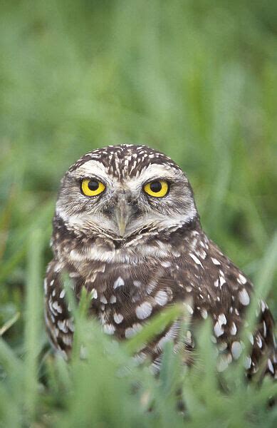 Burrowing Owl Athene Cunicularia In Grass Cape Coral Photos Prints