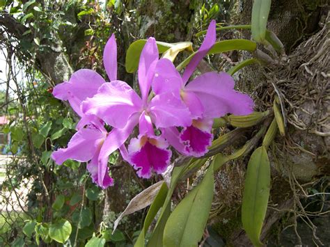 Orquídeas Epífitas Como Cuidar Guia Completo Tc