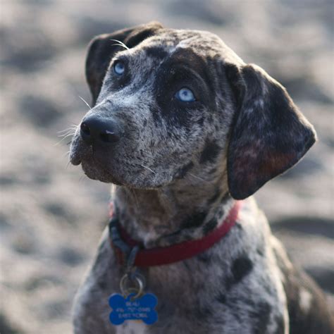 catahoula cur breed guide learn   catahoula cur