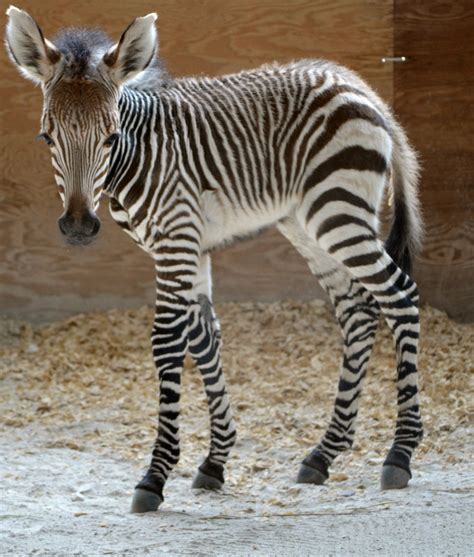 A New Baby Zebra At The Animal Kingdom Lodge Savanna Chip And Company