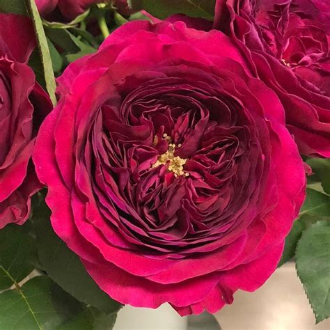 Alexandra Farms Garden Roses On Instagram As Darcey Auschariot