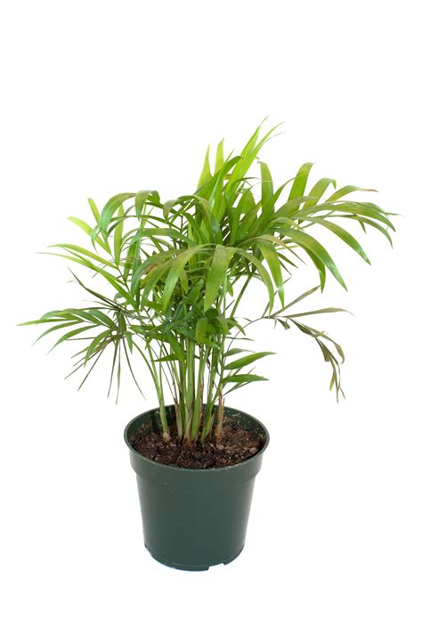 House Plants Png png image