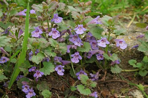 http://pflanzenbestimmung.info/glechoma-hederacea/