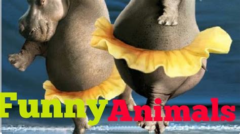 Funny Animals Video Clips Compilation In 2020 Youtube