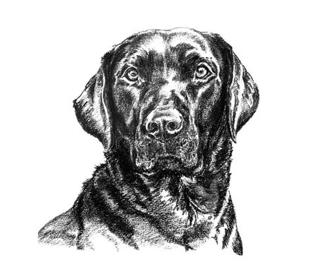 26 Best Ideas For Coloring Black Lab Coloring Pages