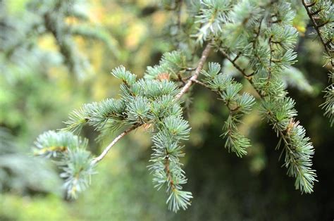 Needle Leaves Of The Blue Atlas Cedar At Wombat Hill Botan Flickr