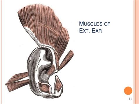 Anatomy Of External Ear
